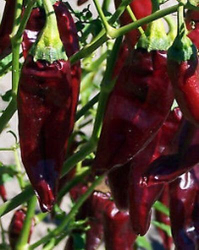 Peperoncino onza 25 semi - peperoncino,