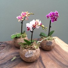 20  SEMI DI MINI ORCHIDEA NANA