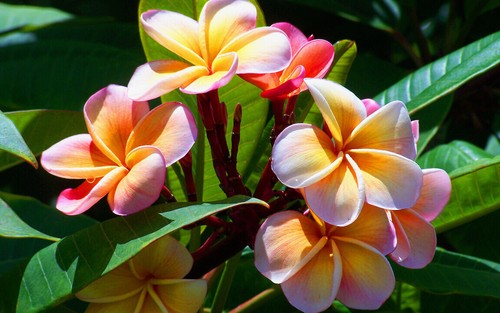 Semi plumeria poesia - di,