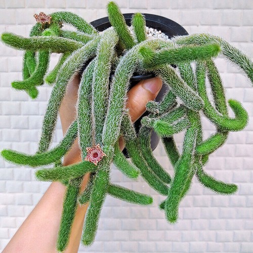 Pianta succulenta teste - succulenta, 4-6