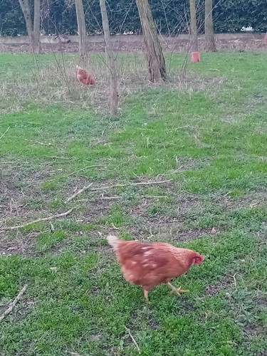Uova biologiche galline felici - uova,
