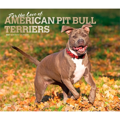 American pit bull terrier - american,