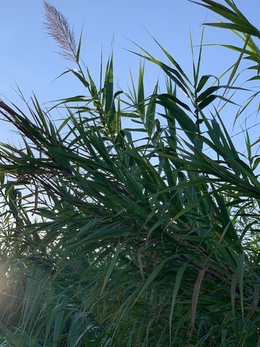 Rizomi bulbi canna - 10,