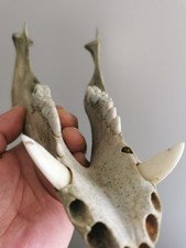 309. Mandibola del lupo. Dente