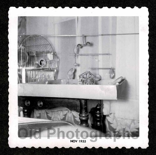 Amazing bird cage con area - amazing,
