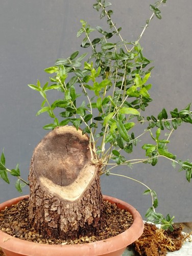 Bonsai olivastro 20x10cm - olivastro,