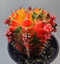 Grande Cactus Fantasiato