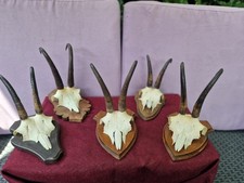 Set Trofei di Camoscio su scudo