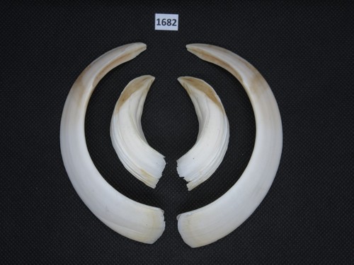 Wild boar tusks - (no., 1682)