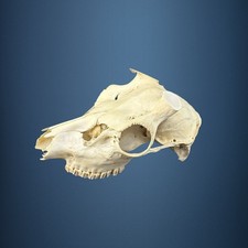 577SKU Teschio di cervo
