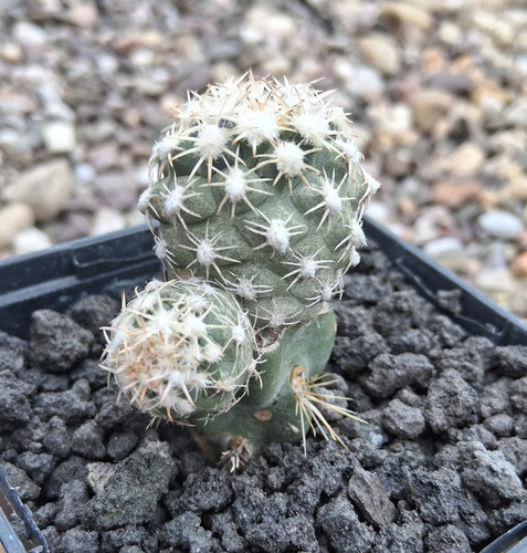 Sclerocactus mesae verdee - sclerocactus, mesae-verdee
