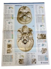 PROMETHEUS Lernposter Schädel