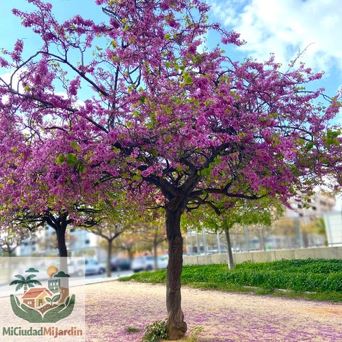 Semillas cercis - 30,