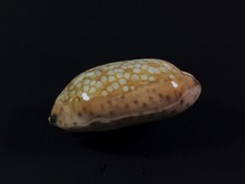 Cypraea scurra f. mundula, Tahiti, F. Polynesiae, 36,2 mm, SELECTED