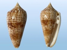 Conidae, Conus armadillo, Balut Isl., Philippines, 72,8 mm, XL, TOP SPECIMEN