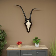 Oryx (Oryx gazella) HL 88cm