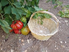 CESTINO in vimini sbucciato