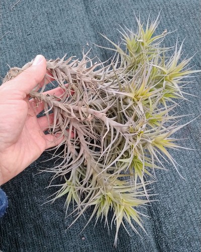 Tillandsia bergeri pianta - tillandsia,