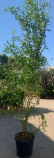 Pianta melograno punica - di,