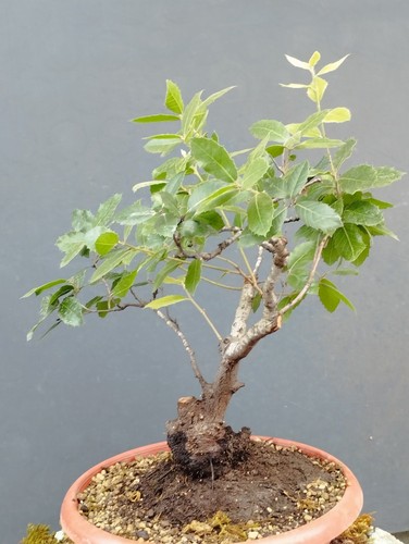 Bonsai leccio busta 40x12cm - bonsai,