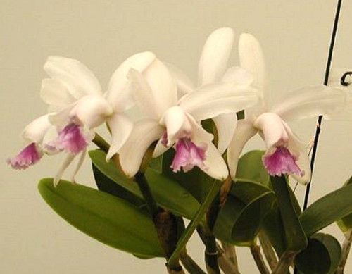 Cattleya intermedia var