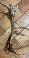 palco corno di cervo singolo