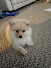 Volpino Da Pomerania SPITZ