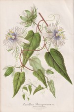 Passiflora Passiflora