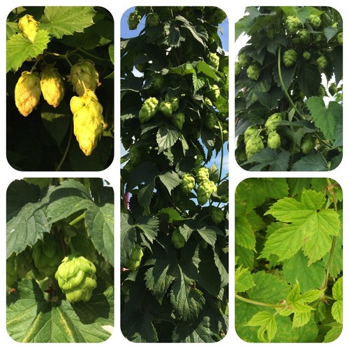 Hopfen humulus lupulus hops - hopfen,