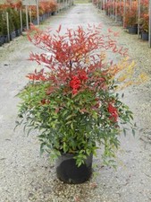 Nandina domestica "Bambù Sacro" pianta sempreverde in vaso ø26 cm h. 70/100 cm