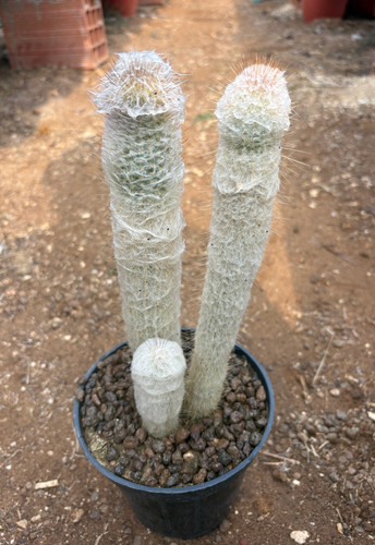Cleistocactus hyalacanthus - cleistocactus,