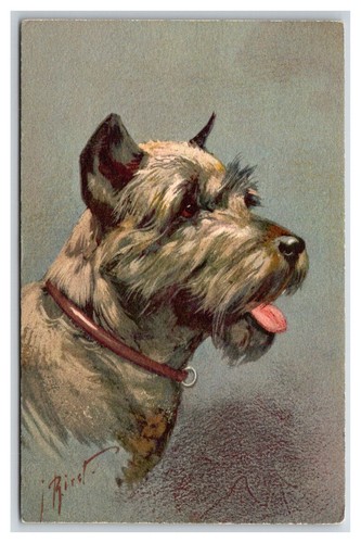 Carino piccolo schnauzer - piccolo,