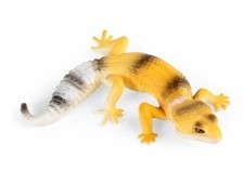 Geco leopardo animale