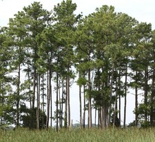 Pinus taeda - Pino Incenso | Pini degli Antichi Campi