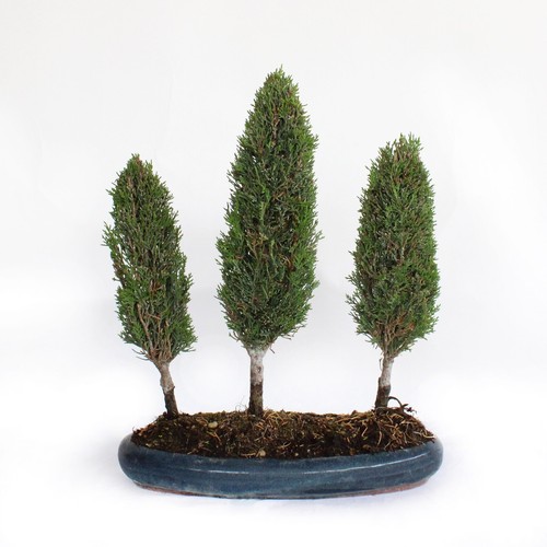 Bonsai cupressus sempervirens - cupressus,