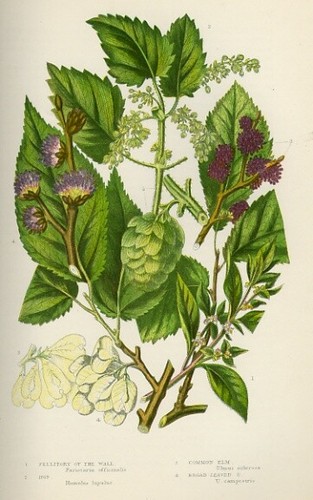 Stampa botanica antica 1899 - stampa,