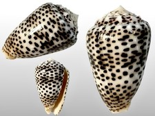 Conidae, Conus pulicarius