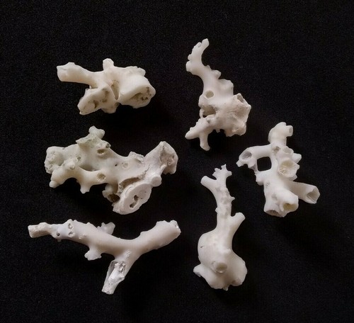Giapponese bianco corallo - giapponese,