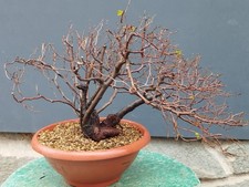 Bonsai Olmo Campestre 45x12cm