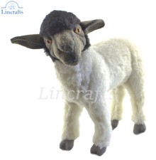 Hansa standing suffolk - hansa, sheep