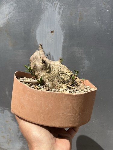 Olivastro bonsai yamadori - olivastro,