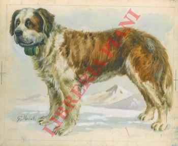 Cani galbiati cane di san - -,