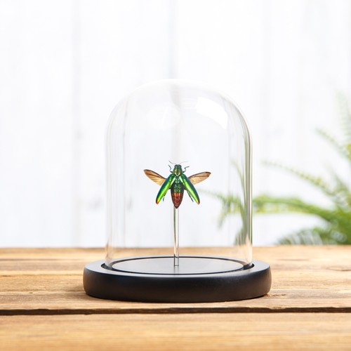 Jewel beetle taxidermy - taxidermy, in