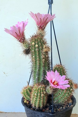 Echinocereus ferreirianus