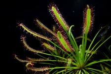 20 SEMI DI DROSERA CAPENSIS "Rarissima" -SPEDIZIONE GRATUITA "