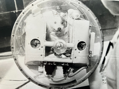 Foto laika space dog nel - space, museo