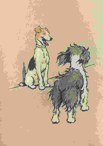 Foto aldin cecil bobtail - a4,