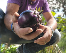 SOLANUM TORVUM - ALBERO DELLA MELANZANA, 200 + SPEDIZIONE GRATIS