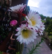 Cactus ornamentale adulto in