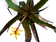 Aloe citrea SEEDS -